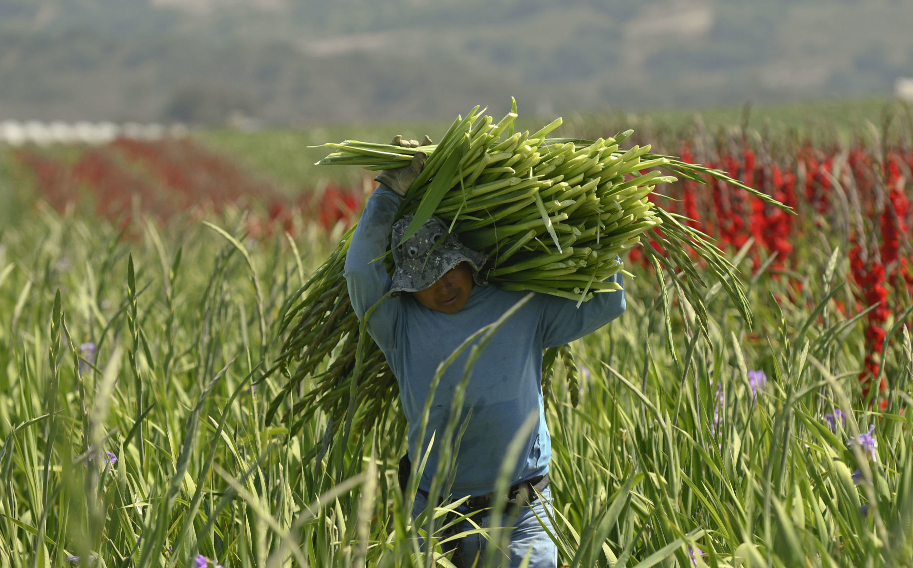 072319 Gladiolas weather 06.jpg